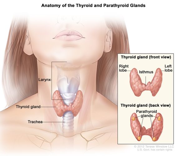 Thyroid