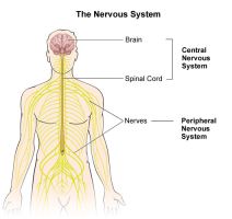Nervous System Disorders